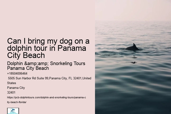 Swimming With Dolphins