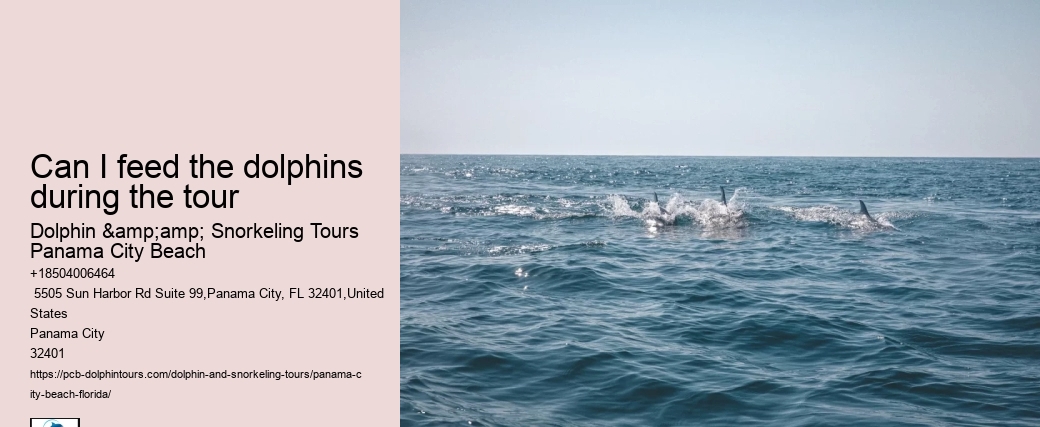 Can I feed the dolphins during the tour