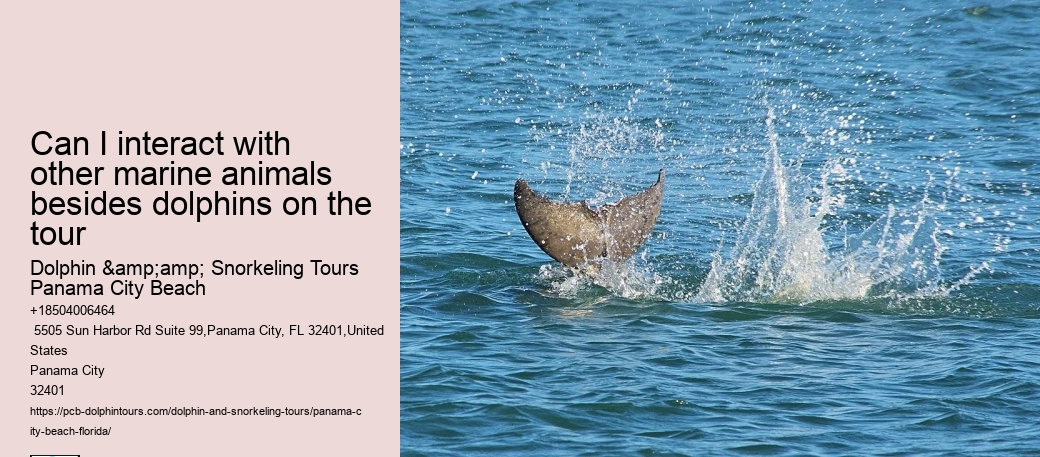 Can I interact with other marine animals besides dolphins on the tour