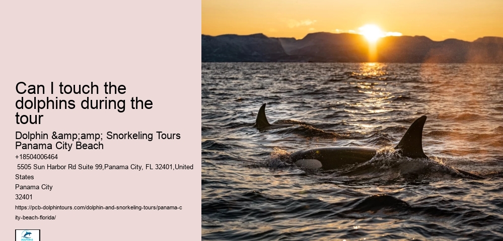 Can I touch the dolphins during the tour