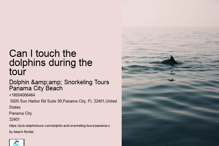 Dolphin watching adventures in Panama City Beach