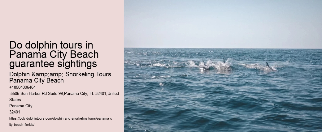 Do dolphin tours in Panama City Beach guarantee sightings