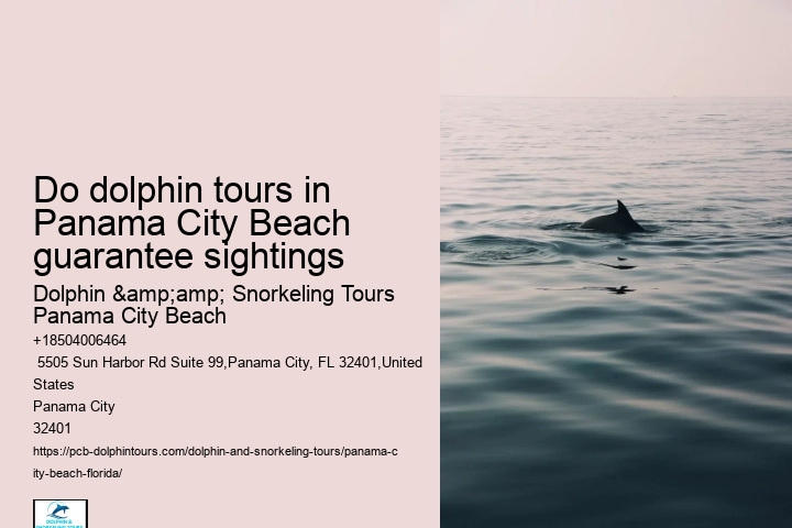 Dolphin Tours Panama City Beach Florida