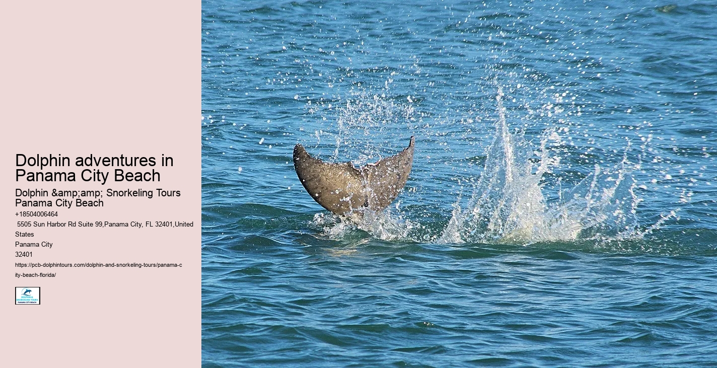 Top Panama City Beach Dolphin Watching