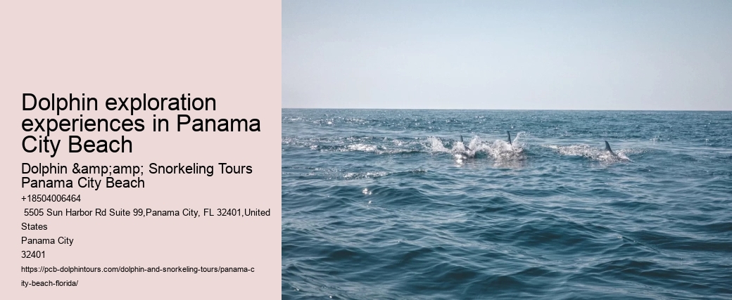 Dolphin exploration experiences in Panama City Beach