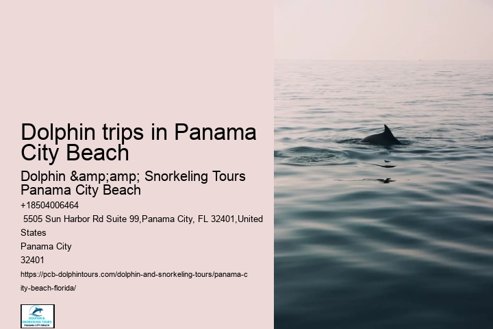 Dolphin trips in Panama City Beach