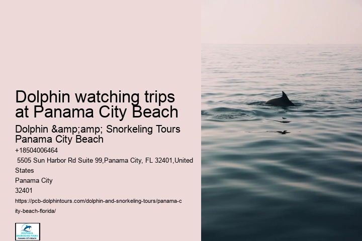 Dolphin watching trips at Panama City Beach