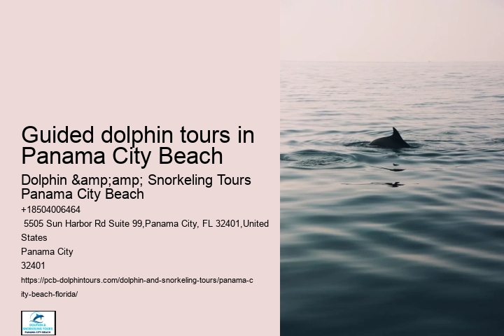 Guided dolphin tours in Panama City Beach