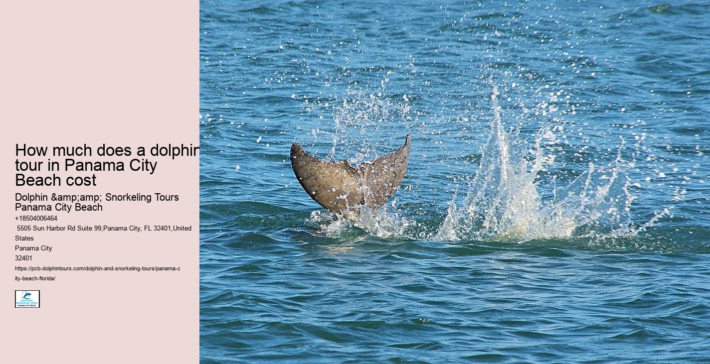 Tours to see dolphins in Panama City Beach