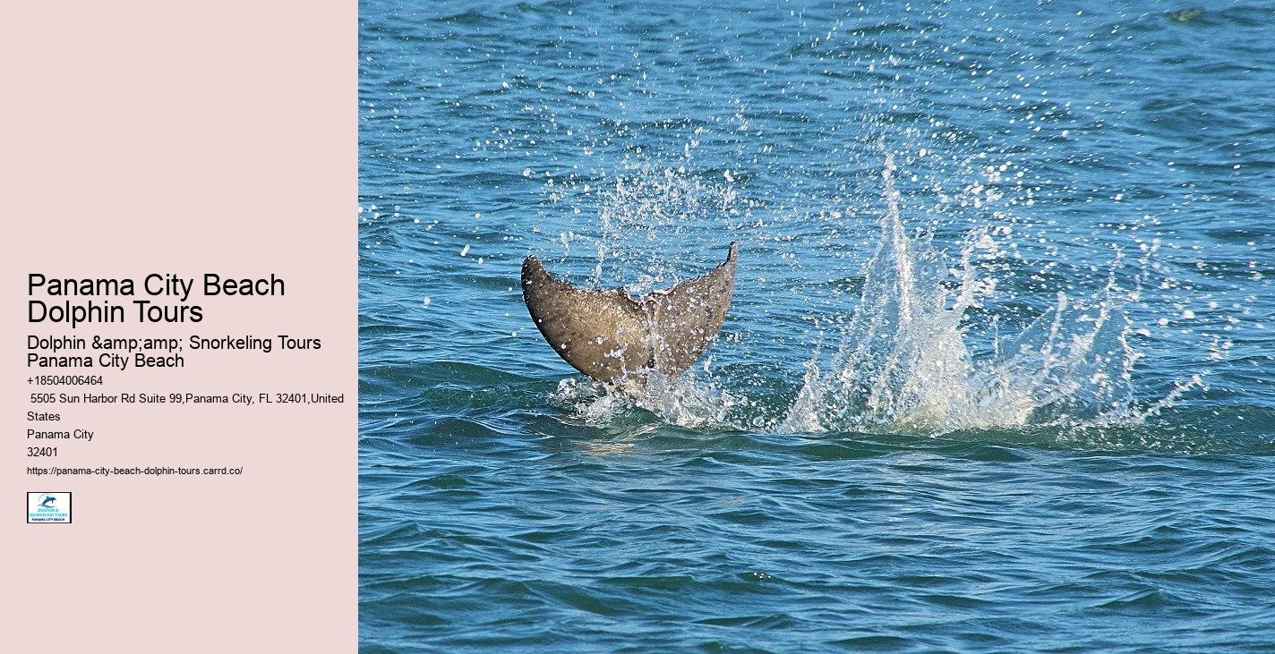 PCB Dolphin Watching Trips