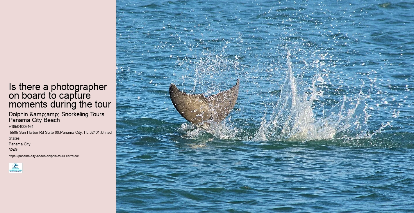 Panama City Beach eco-tours with dolphins