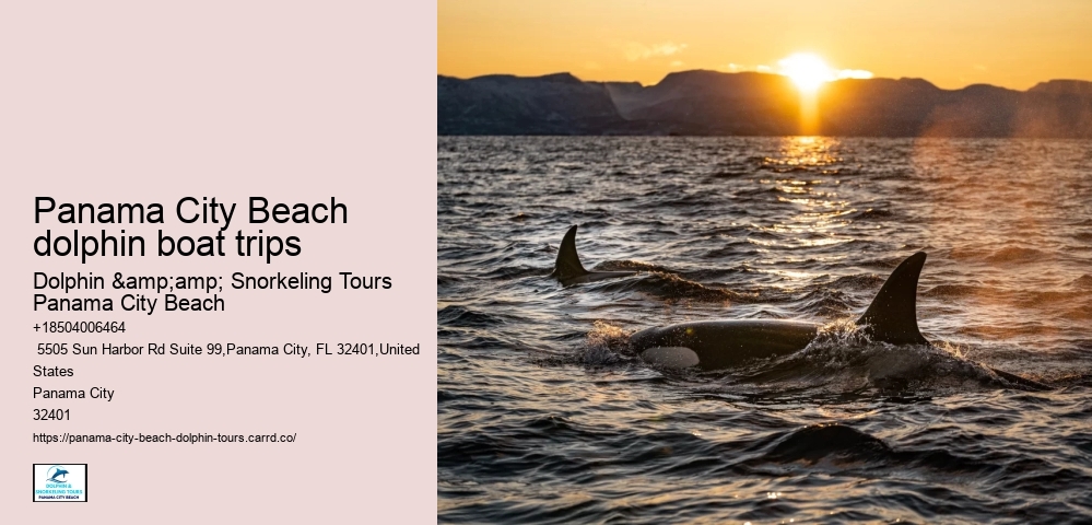 Panama City Beach dolphin boat trips