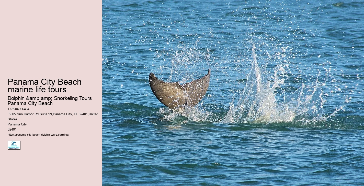 Dolphin watching trips at Panama City Beach