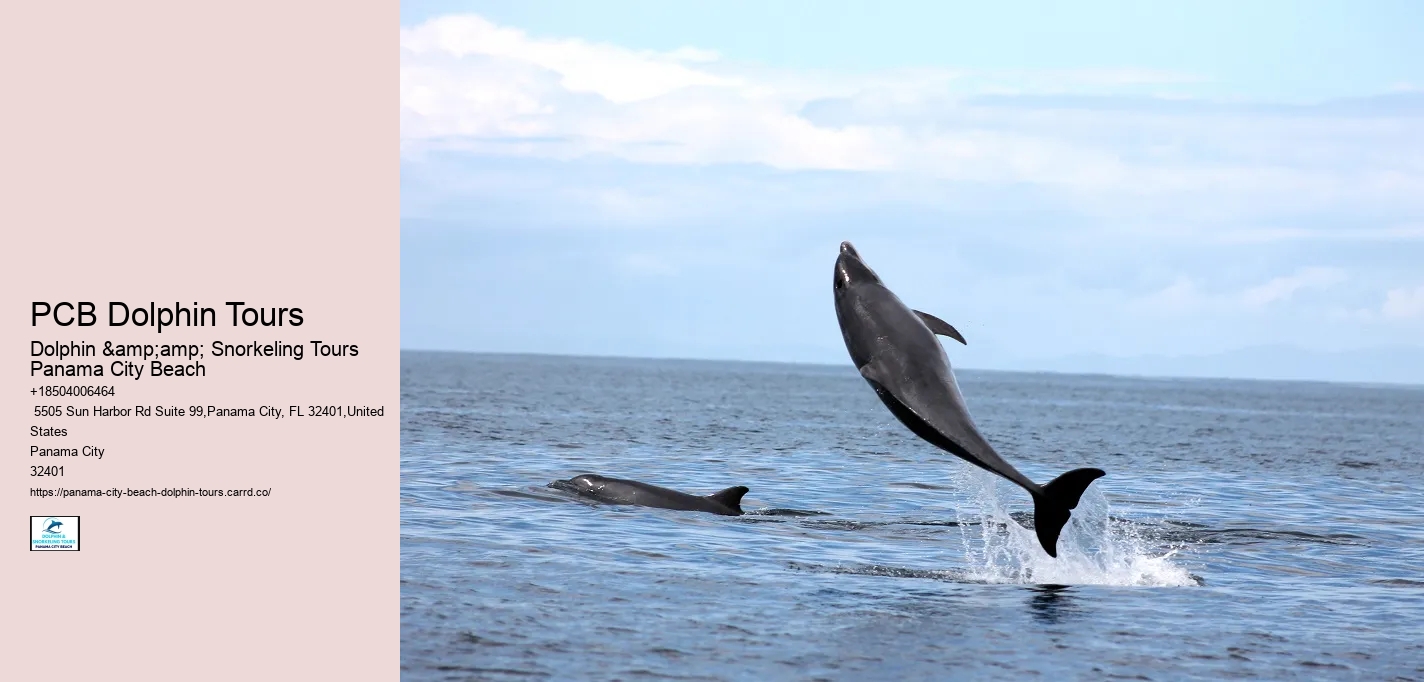 PCB Dolphin Tours
