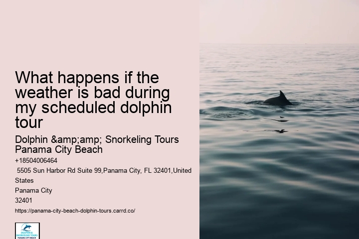 Panama City Beach dolphin discovery experiences